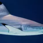 Why are shark attacks rising? 