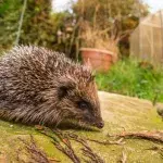 Why New Zealand wants to eradicate hedgehogs from their archipelago