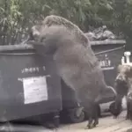 Wild boar