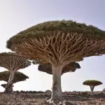 Witness the Dragon's Blood tree, one of the strangest trees in the world