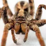Wolf Spiders Could Have An Unexpected Influence On Global Warming