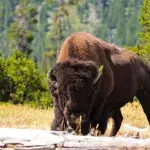 Woman narrowly avoids being attacked by a bison after playing dead