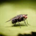 Worst plague of fleas to hit the UK this autumn