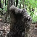 Zombie Tree