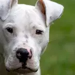 A 1-year-old girl was mauled by the new family dog