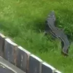 4ft-long crocodile spotted in Yorkshire back garden