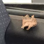 An Alien-Looking Creature Somehow Found Its Way Into A Man's Car
