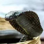 Animal attack: Cobra hiding in toilet mangles man's testicles 