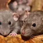 Army of rats