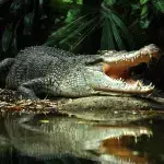 Australian woman fishes two sharks, only for a crocodile to devour them