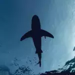 Baby shark with unusual human face caught in Indonesia 