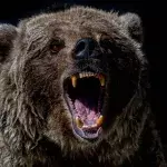 Bear devours tourist in front of his terrified friends at a Russian national park 