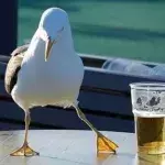 Birds
