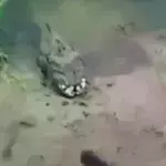 This Bizarre Creature Was Filmed On The Banks Of A Ukrainian River - And No One Knows What It Is