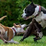 Boy dies after dog attack