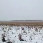 Can you spot the 500 sheep in this photo?