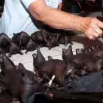 Chinese markets have reopened and they are still selling wild animals despite new regulations