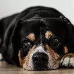 COVID-19: Alpha variant can lead to severe heart disease in pets