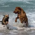 The ‘dating app’ designed for dogs
