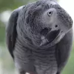 Default image
