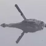 Default image