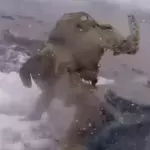 Drug Trafficking: The incredible drug bust the coastguard made on a submarine (VIDEO)