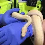 Dudley couple shocked to find 5ft python in their bedroom