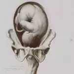 Erections as early as 16 weeks. 