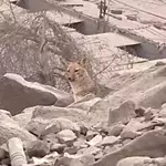 Family shocked when ‘pet dog’ that kills ducks and chickens turned out to be a fox