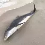 Florida's Authorities Offer A £15K Reward After Two Dolphins Were Found Stabbed And Shot Dead