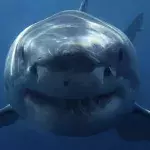 Great white shark attacks surfer less than 100 metres from the coast