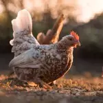 He thought his chicken was dead but was pleasantly surprised when he poked her