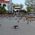 Hundreds of hungry primates reenact "Planet of the Apes" in downtown Lopburi City, Thailand