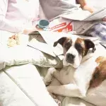 If You Let Your Dog Sleep In Your Bed, You Need To Stop Immediately 