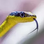Indian man rented deadly cobra to kill his disabled wife and steal her property