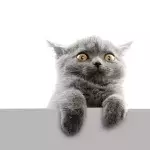 Instead Of Their Cat, A Deadly Animal Suddenly Made Itself At Home In Their Cat Tree