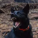 Italy: Young woman devoured by pack of 15 dogs in Satriano