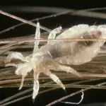 Lice