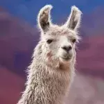 Llama based COVID immune therapy proves promising in early trials