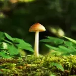 Magic Mushrooms