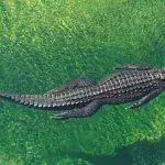 Man catches alligator using rubbish bin 
