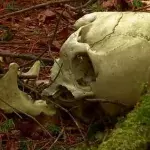 Man Finds Corpse In Garden