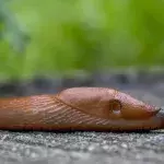 Man finds slug in meal at Nando's restaurant