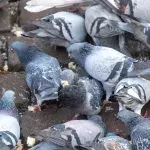 Man fined £1K for disturbing neighbours with his pigeons which are as loud as a plane