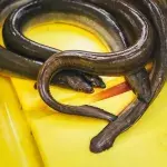 Man Swallows Live Eels To Treat His Constipation And Immediately Regrets It!