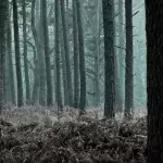 Many weird sounds come out of the woods