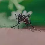 Mosquito bite