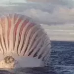 This Mysterious Alien-Like Ball Appeared in the Ocean But What It Was Will Surprise You