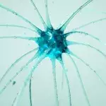 Neuron cell