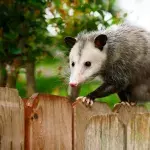 Opossum
